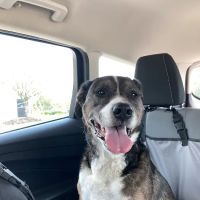 Animal Wellness Hospital ico