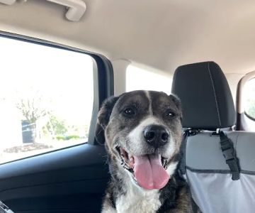 Animal Wellness Hospital