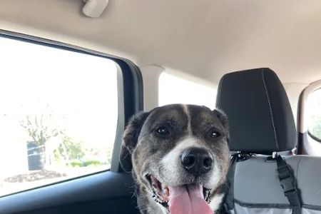 Animal Wellness Hospital