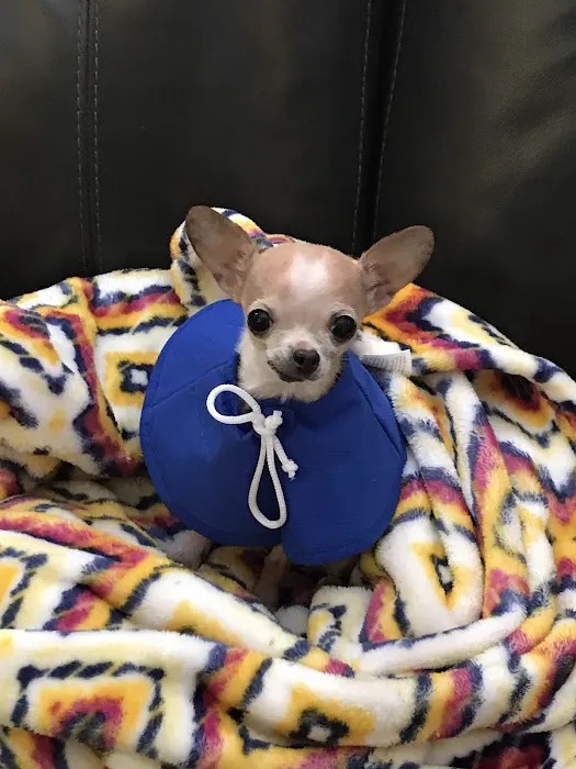 Animal Wellness Hospital 12