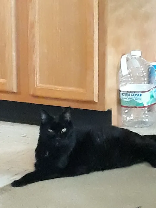 Animal Wellness Hospital 12