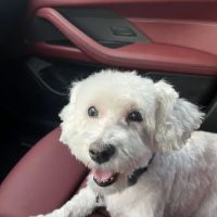 Banfield Pet Hospital ico