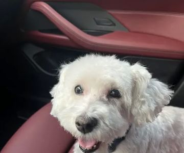Banfield Pet Hospital