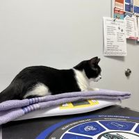 My Pet's Vet Eastgate ico