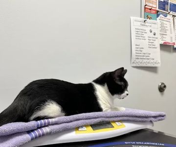My Pet's Vet Eastgate