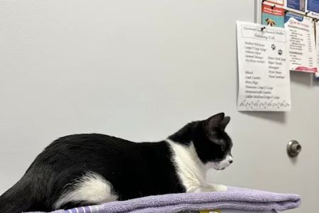 My Pet's Vet Eastgate
