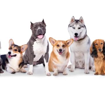 Petsify