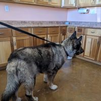 ACE Veterinary Clinic ico