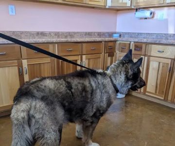 ACE Veterinary Clinic