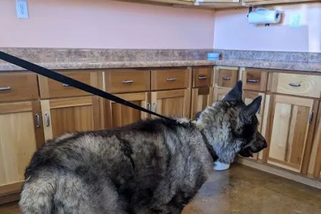 ACE Veterinary Clinic