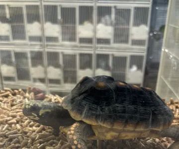 Rafas Pet Store