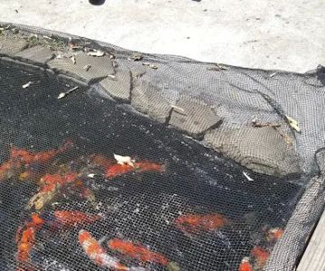 Kodama Koi Garden FL
