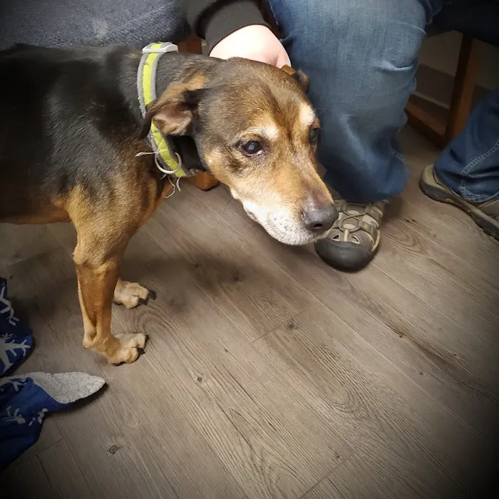 Rensselaer Pet Care 12