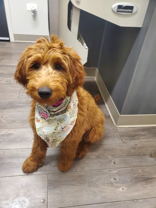 Rensselaer Pet Care 12