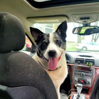Rensselaer Pet Care ico