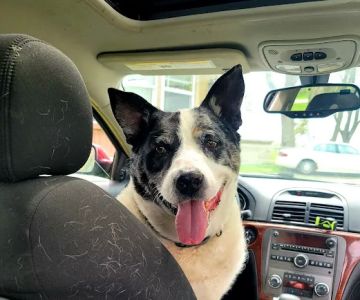 Rensselaer Pet Care