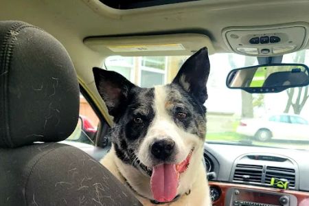 Rensselaer Pet Care