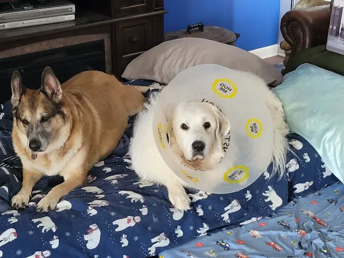 Rensselaer Pet Care 12