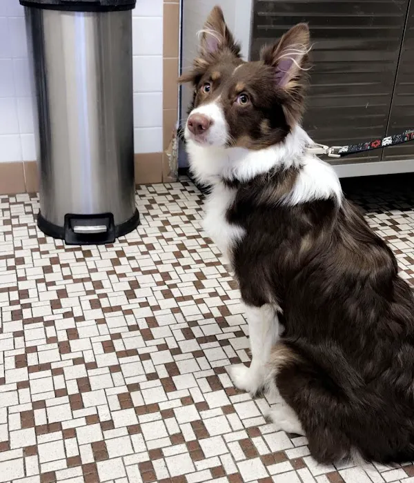 Rensselaer Pet Care 12