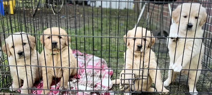 Animal Care Center PC 12