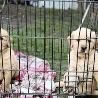 Animal Care Center PC ico