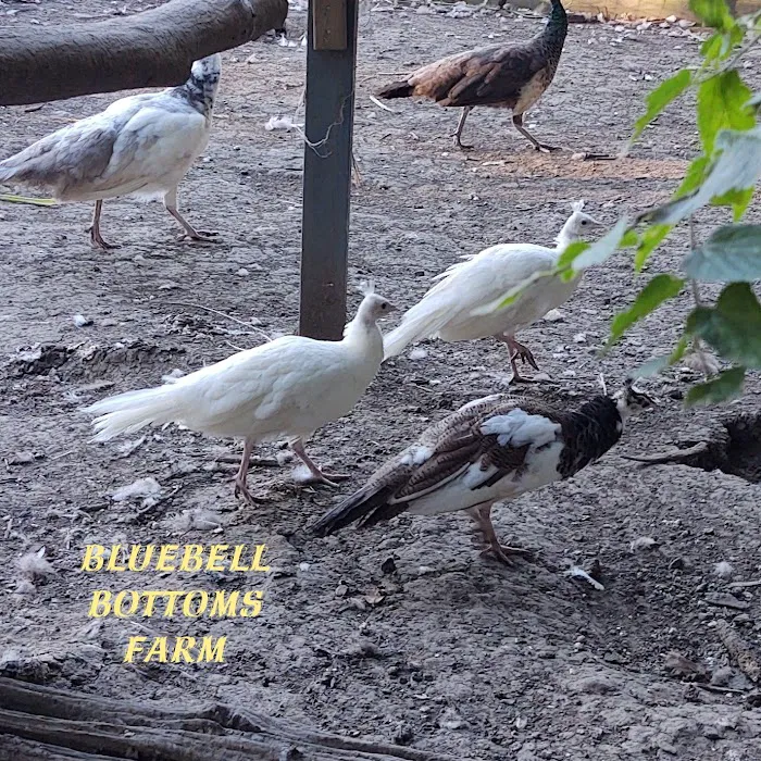 Bluebell Bottoms Farm 12