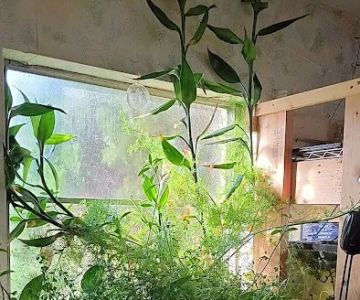 My Business-fish & plants