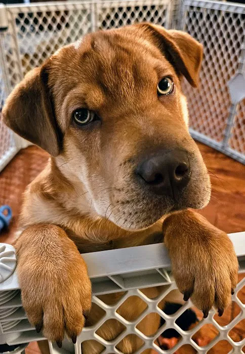 4 Paws Pet Clinic 12