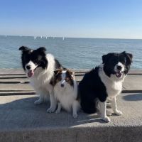 4 Paws Pet Clinic ico