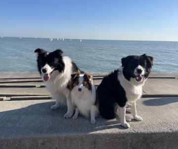 4 Paws Pet Clinic