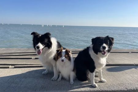 4 Paws Pet Clinic