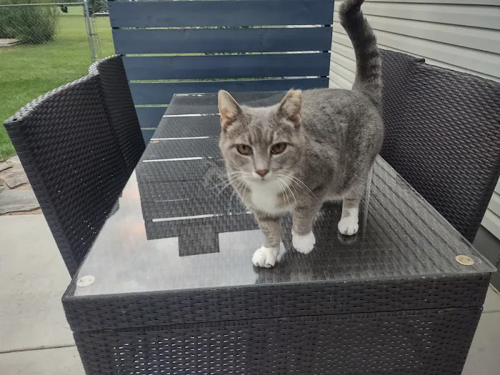 4 Paws Pet Clinic 12