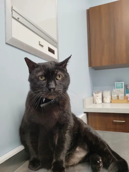 4 Paws Pet Clinic 12