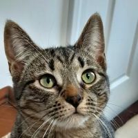 Dr Roth’s Mobile Vet Service ico