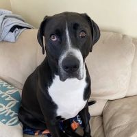 VCA County West Animal Hospital ico