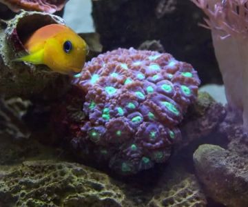 Coral Connection