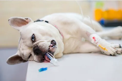 Kankakee Animal Hospital 12
