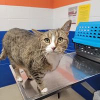 Kankakee Animal Hospital ico