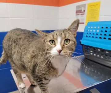 Kankakee Animal Hospital
