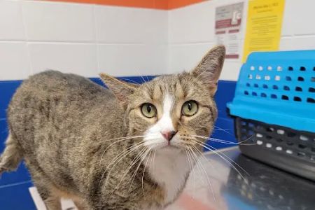 Kankakee Animal Hospital