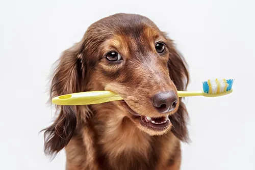 Kankakee Animal Hospital 12