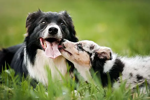 Kankakee Animal Hospital 12