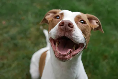 Kankakee Animal Hospital 12