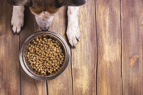Kankakee Animal Hospital 12