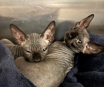 Capital City Vet Clinic