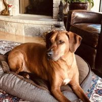 Token Creek Veterinary Clinic ico