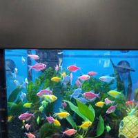 Pet Supermarket ico