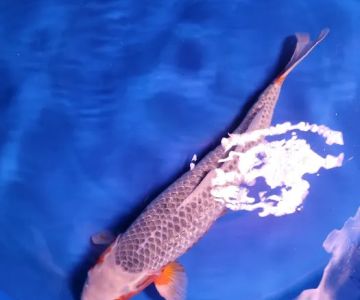 Bristol Koi Farm By appointment only