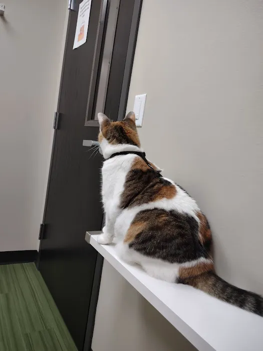 Cat Care Clinic - West 12