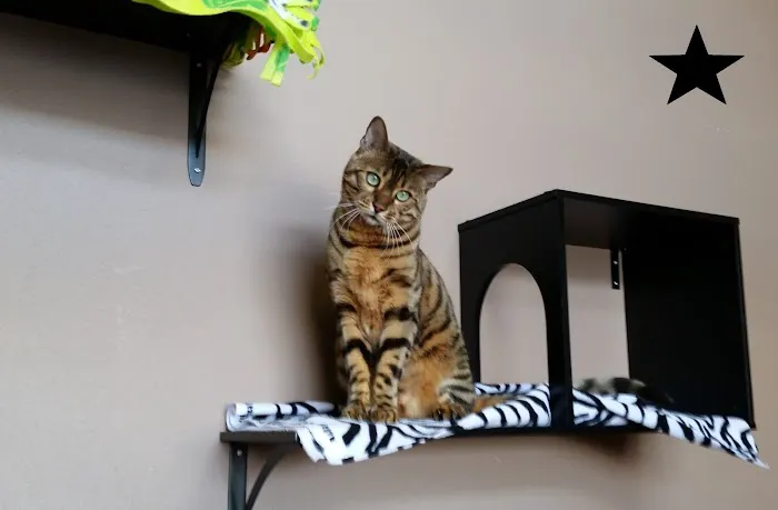 Cat Care Clinic - West 12